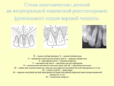 Детализация анатомических деталей