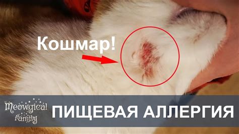 Диагностика саки у кота