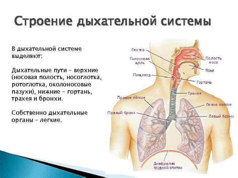 Дисфункция дыхательной системы