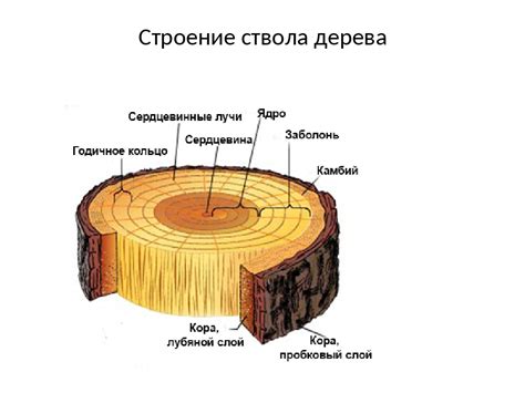 Добавление основных деталей ствола