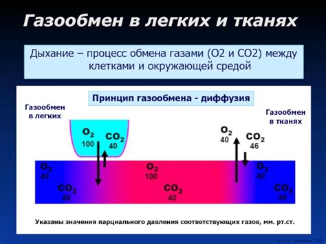 Дыхание - процесс обмена газами