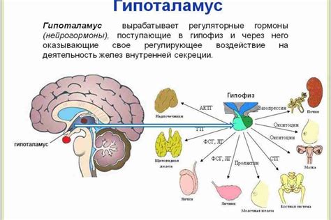 Естественные пути для повышения лг и фсг у мужчин