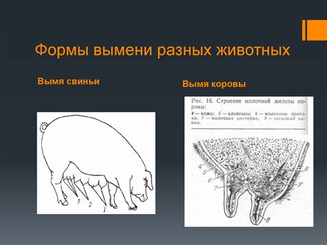 Естественные способы увеличения вымени у животных