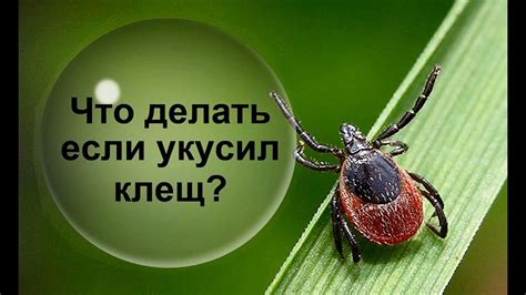 Есть ли изменение температуры при укусе клеща?