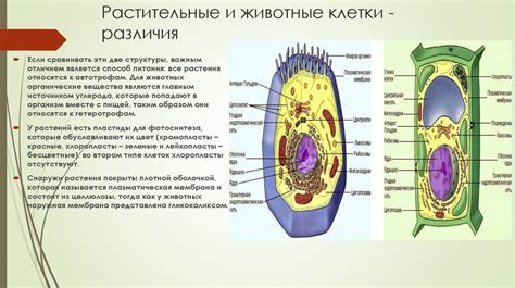 Животные без плазматической мембраны