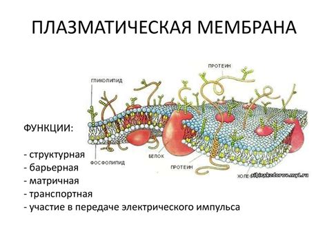 Животные и плазматическая мембрана: разбор мифов