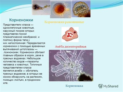 Животные с плазматической мембраной