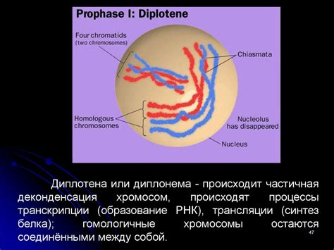 Жизненная сила на клеточном уровне