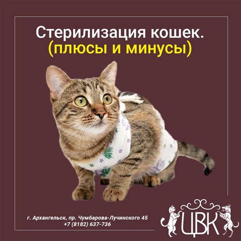 Зачем кастрировать кота?