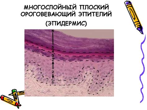 Зачем нужно определение гистологии ткани?