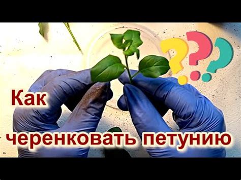 Зачем нужно черенкование?