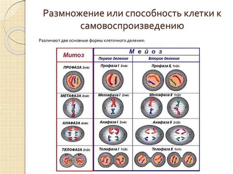 Значение максимальной конденсации хромосом при мейозе