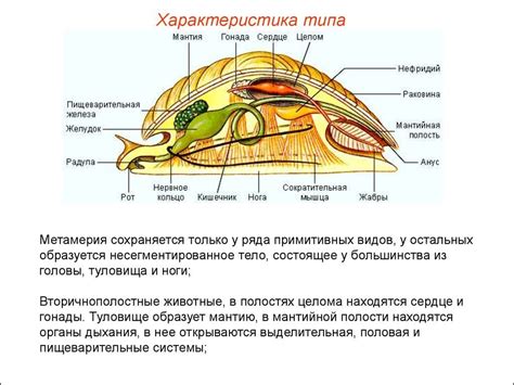 Значение мантийной полости для моллюсков