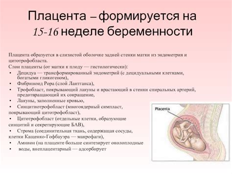 Значение низкой плацентации для процесса родов и здоровья ребенка