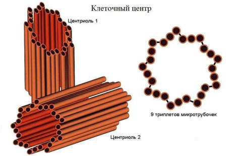 Значимость открытий в области клеточного центра