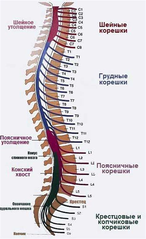 Зона риска: спина и позвоночник