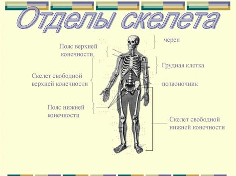 Изготовление тела и конечностей