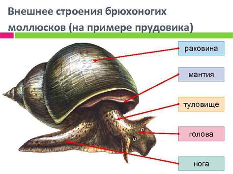 Изменение раковины у брюхоногих моллюсков в процессе эволюции