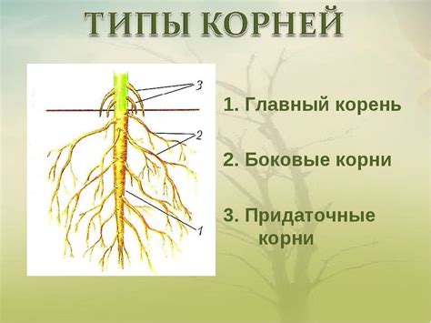 Изучение стебля и корней