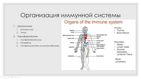 Иммунная система становится уязвимой