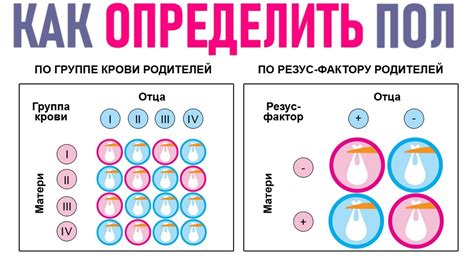 Интуитивные методы узнать пол ребенка на 19 неделе