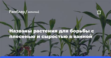 Использование противоплесневых средств для борьбы с сыростью