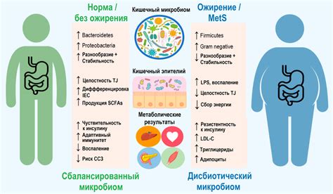 Исследования о влиянии медицинских препаратов на уменьшение ожирения в утробе