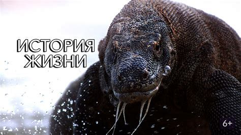 История жизни