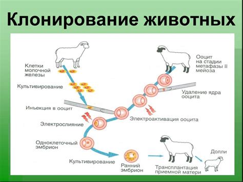 История открытия клонирования животных