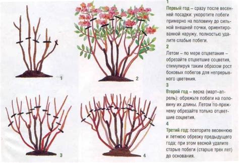 Какая польза от обрезки лупинов после цветения?