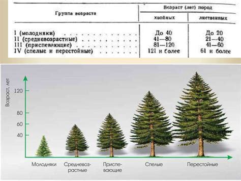 Какие еще методы определения возраста деревьев существуют?