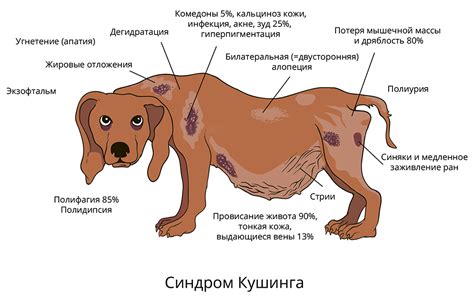 Какие заболевания могут привести к низкоопущению живота у собак перед родами