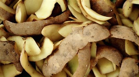 Какие кролики могут получать картофельные очистки, а какие нет