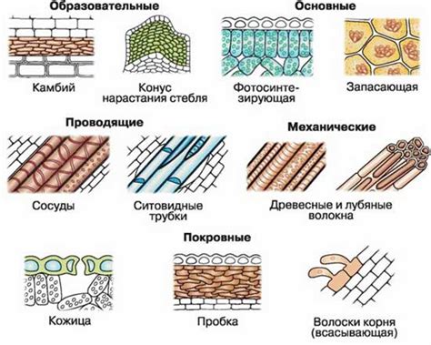 Какие ткани особенно подвержены пятнам хны?