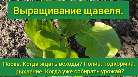 Какие условия нужны для сада щавеля на зиму