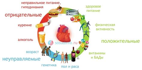 Какие факторы влияют на мочеиспускание