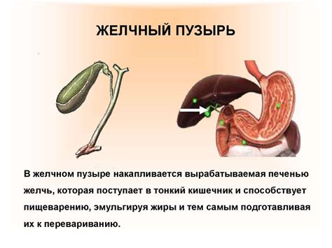 Каким образом можно осуществлять сушки после удаления желчного пузыря?