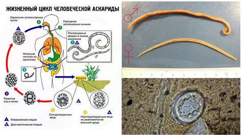 Как аскариды попадают в организм человека