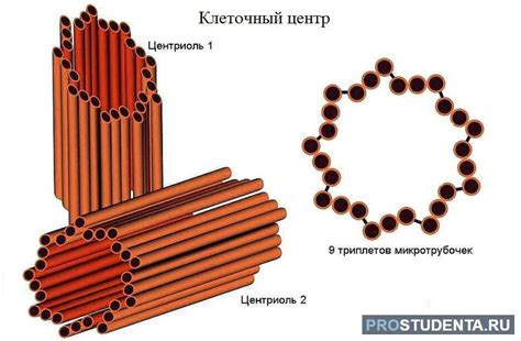 Как взаимодействует клеточный центр с другими органеллами?