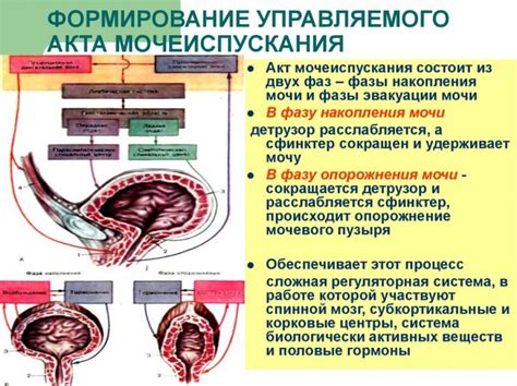 Как взаимодействуют свечи и процесс мочеиспускания