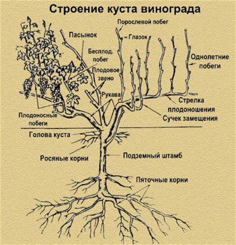 Как влияет тень на рост и развитие виноградных лоз