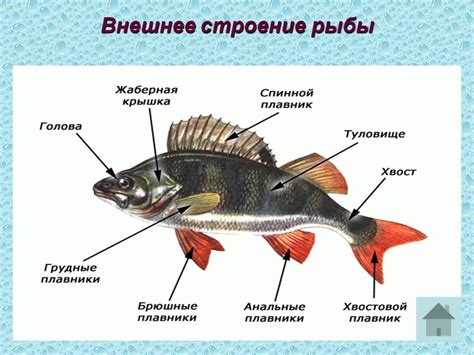 Как внешний вид рыбы может указывать на наличие паразитов?