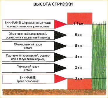 Как выбрать время для скарификации в зависимости от типа газона