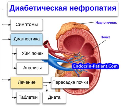 Как диабет влияет на почки