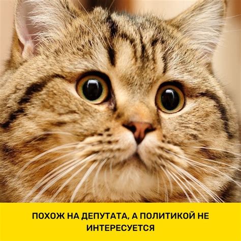 Как жить и заботиться о котах с почечной недостаточностью