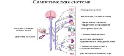 Как закрытие глаз связано с работой нервной системы?