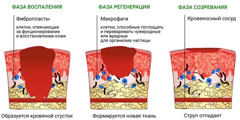 Как избежать ожога чистотелом на лице