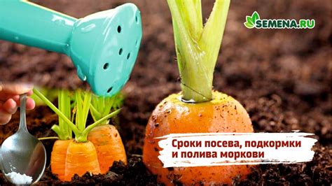 Как избежать позднего посева и преждевременного цветения корнеплодов