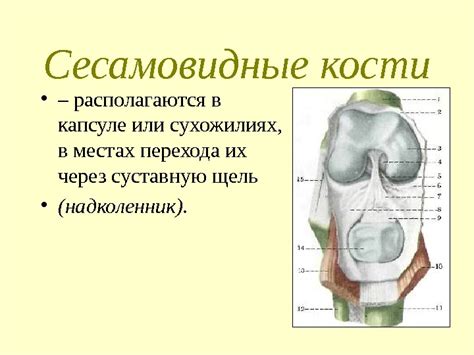 Как коленные чашечки помогают ребенку