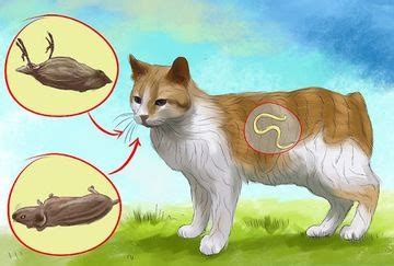 Как коты заражаются глистами